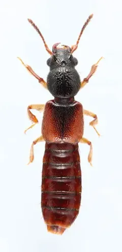 Bledius semiferrugineus thumbnail 2