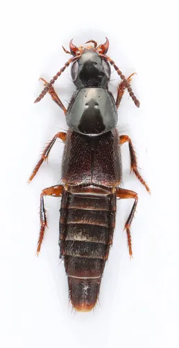 Quedius rusticus