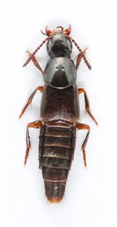 Quedius rusticus thumbnail 1