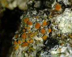 Flaming Firedot Lichen thumbnail 2