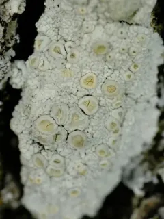 Ochrolechia farinacea thumbnail 2