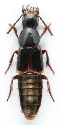 Quedius cinctus thumbnail 2