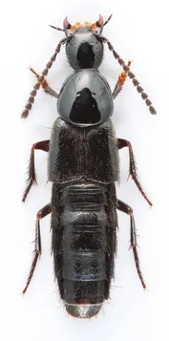 Philonthus carbonarius thumbnail 2