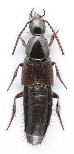 Philonthus varians thumbnail 1