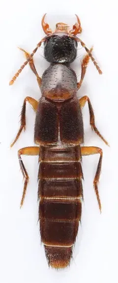 Erichsonius brachycephalus thumbnail 3