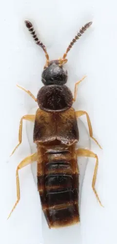 Atheta annexa thumbnail 3