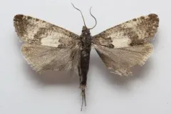 Epiblema periculosana thumbnail 3