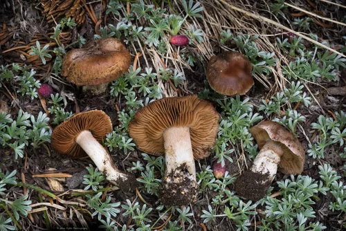 Cortinarius flavobasilis