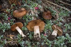 Cortinarius flavobasilis thumbnail 1