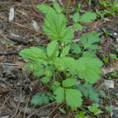 Spring Avens thumbnail 4
