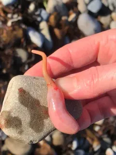 Little Sea Cucumber thumbnail 4