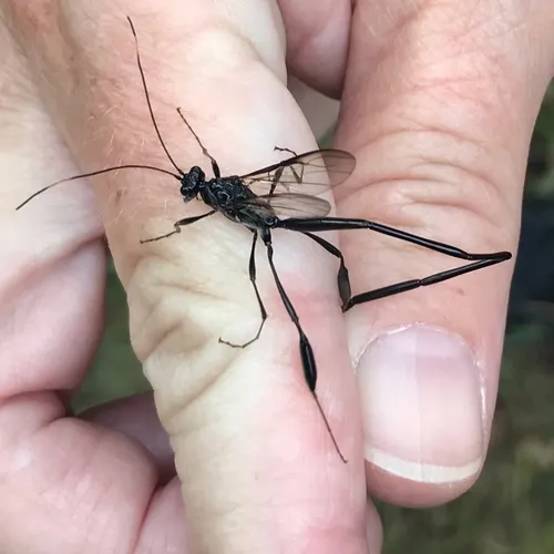 American Pelecinid Wasp