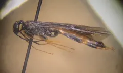 Urocerus taxodii thumbnail 3