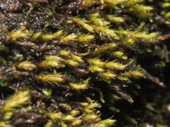 Philonotis capillaris thumbnail 4