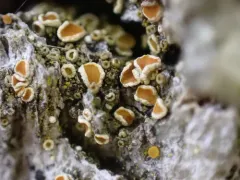 Caloplaca oregona thumbnail 2