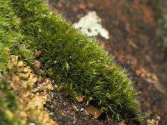 Grimmia lisae thumbnail 1