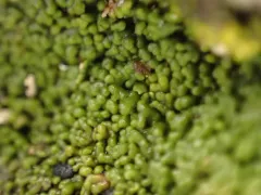 Parasitic Button Lichen thumbnail 3
