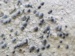 White Rim Lichen thumbnail 3