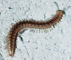 Craspedosoma rawlinsii thumbnail 3