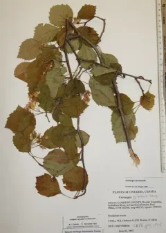 Brainerd's Hawthorn thumbnail 3