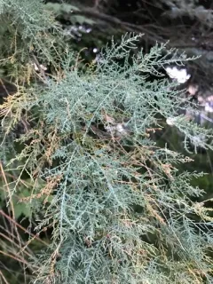 saltcedar thumbnail 2