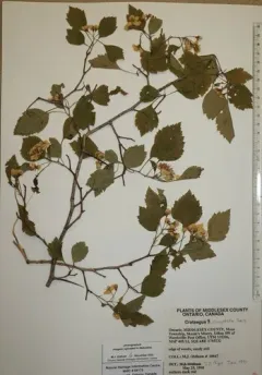 Clustered Hawthorn thumbnail 4