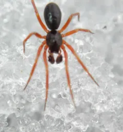 Walckenaeria castanea thumbnail 3