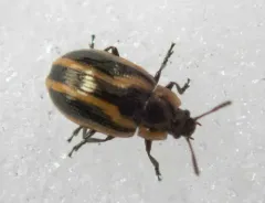 Prasocuris boreella thumbnail 3