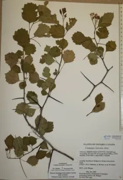 Roundleaf Hawthorn thumbnail 2