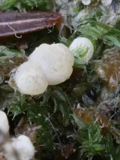 Trichoderma sinuosum thumbnail 1