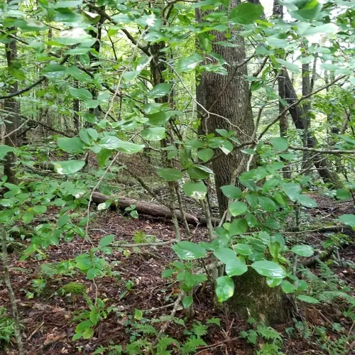 eastern leatherwood