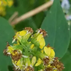 broad-leaved goldenrod thumbnail 2