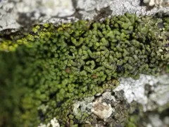 Parasitic Button Lichen thumbnail 4