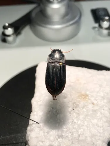 Murky Ground Beetle