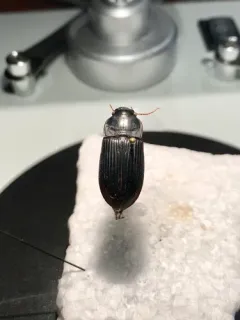 Murky Ground Beetle thumbnail 1
