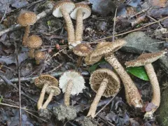 scaly fibrecap thumbnail 3