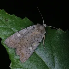 Dull Reddish Dart thumbnail 2