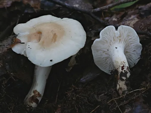 Cuphophyllus angustifolius