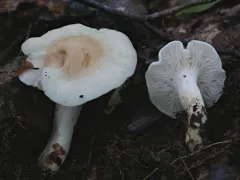 Cuphophyllus angustifolius thumbnail 1