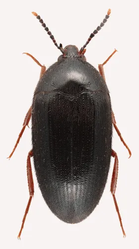 Eustrophopsis confinis