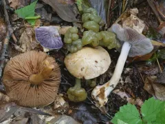 Thaxterogaster glaucocyanopus thumbnail 1