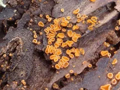 Orbilia pilifera thumbnail 4