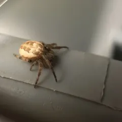 Furrow Orbweaver thumbnail 2