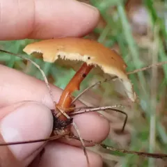 Buttery Collybia thumbnail 3