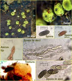 Thyronectroidea chrysogramma thumbnail 3