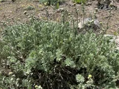 Owyhee Sagebrush thumbnail 2