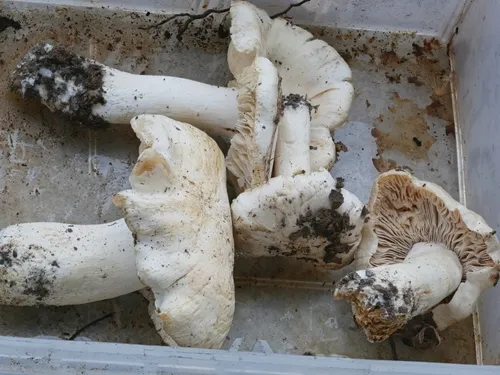Dove-colored Tricholoma