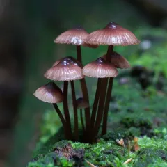 Bleeding Fairy Helmet thumbnail 2