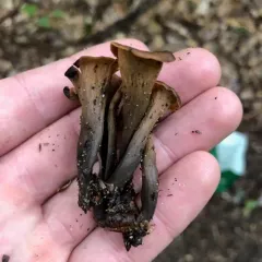 Eastern Black Trumpet thumbnail 3