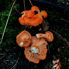 Red Chanterelle thumbnail 2